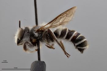 Media type: image;   Entomology 592382 Aspect: habitus lateral view